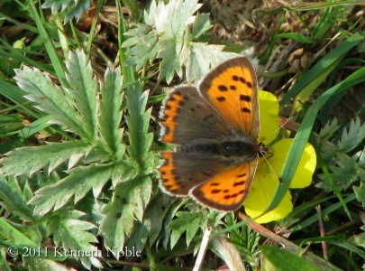small copper (Lycaena phlaeas) Kenneth Noble